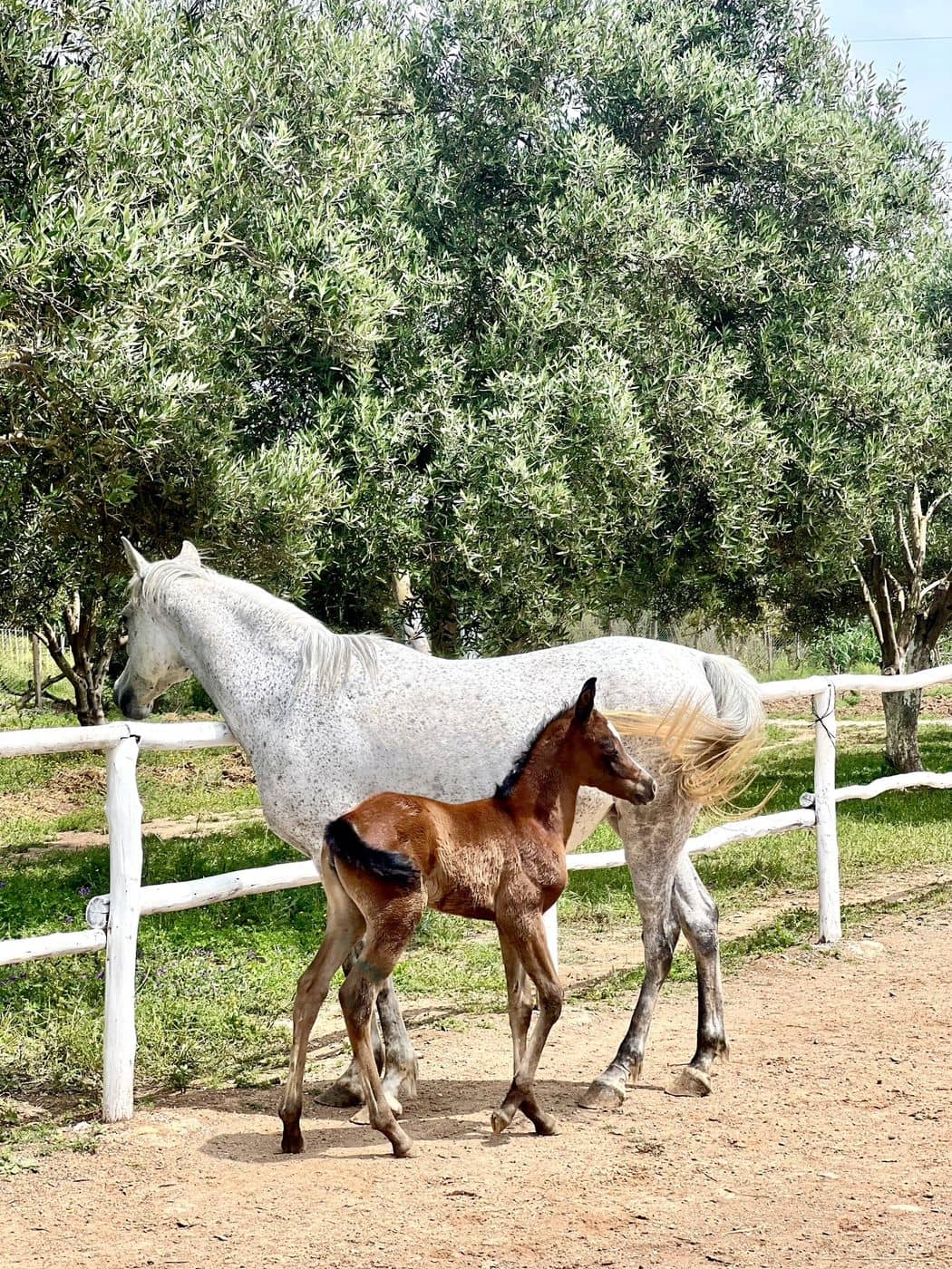 Une jument et son poulain dans le paddock