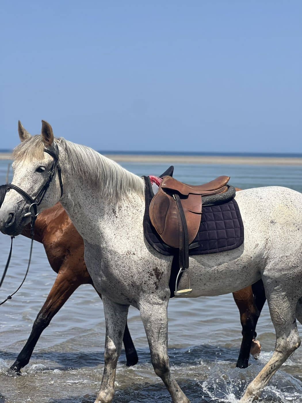 Un cheval dans la mer, les sabots dans l'écume